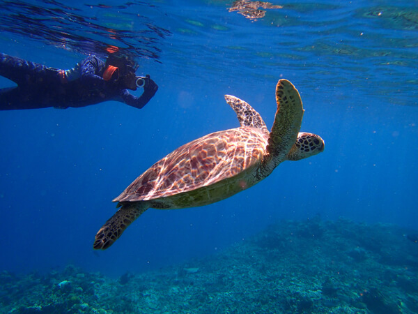 ボートスノーケル1DAYツアー01