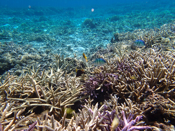 ボートスノーケル1DAYツアー03