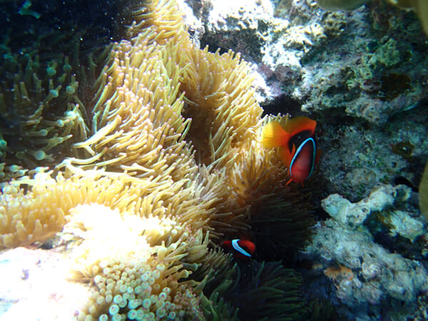 ボートスノーケル1DAYツアー04