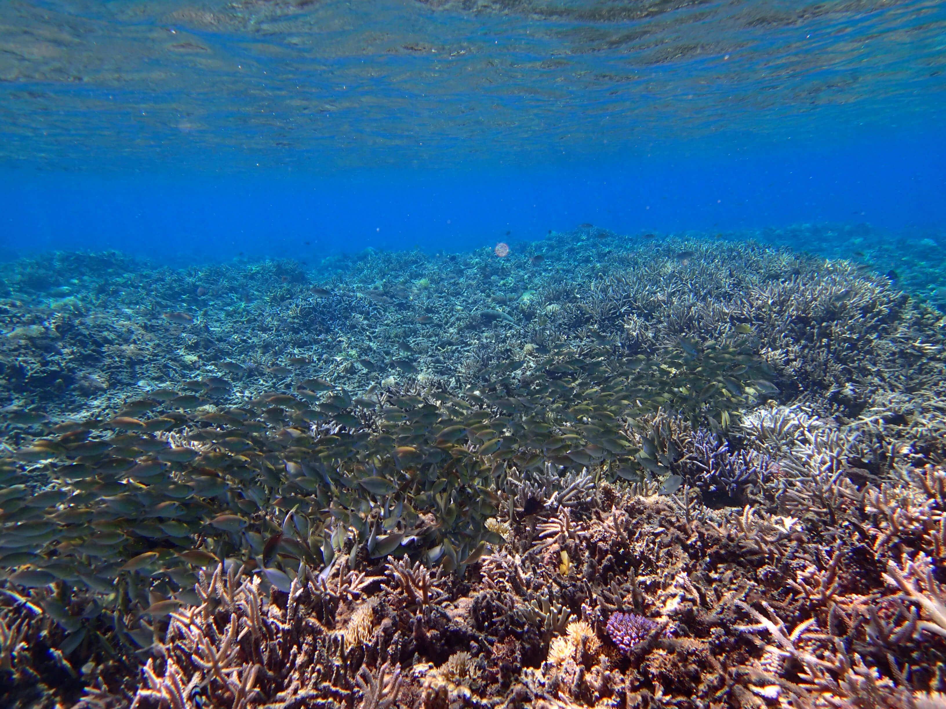 ボートスノーケルハーフDAYツアー02