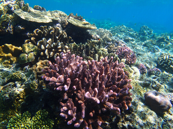 ボートスノーケルハーフDAYツアー03