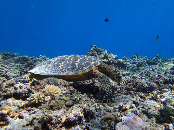 ワンポイントボートスノーケルツアー01