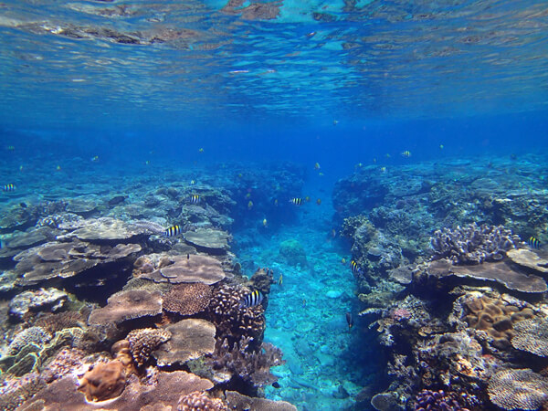 ワンポイントボートスノーケルツアー02