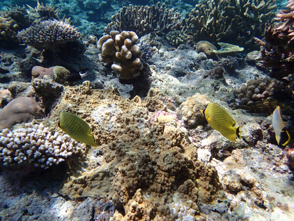 ワンポイントボートスノーケルツアー03