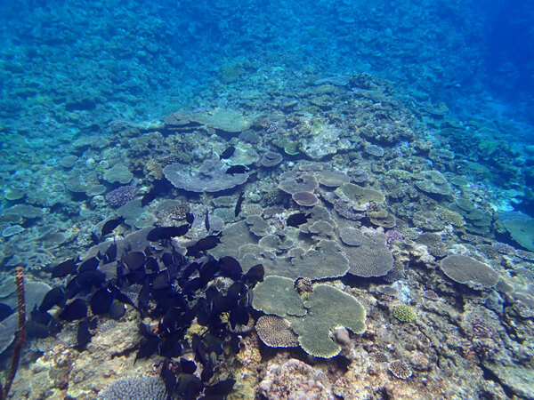 ワンポイントボートスノーケルツアー04