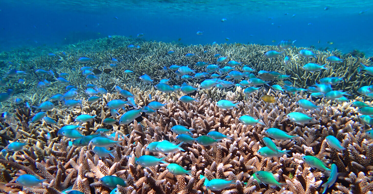 スノーケルツアー